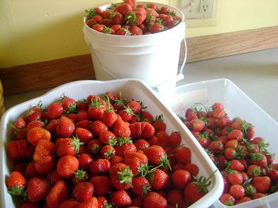 What to Do With All the Strawberries in Your Kitchen